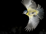 Blue Tit Bird  Cyanistes Caeruleus  in Flight