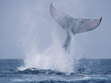 Humpback Whale (Megaptera Novaeangliae) Tail Slap  Hawaii