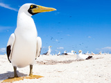 A Gannet Searching for a Mate on a Remote Island in the Gulf of Mexico