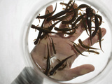 The Health of Torrent Salamanders are Monitored to Harvest Redwoods