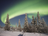 Northern Lights or Aurora Borealis over Boreal Forest  North America