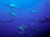 Hammerhead Shark Schooling Off a Seamount