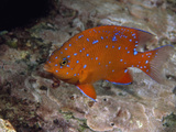 A Juvenile Garibaldi Fish
