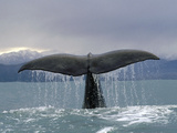 Sperm Whale (Physeter Macrocephalus) Tail  New Zealand