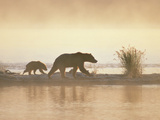 Alaskan Brown or Grizzly Bear (Ursus Arctos) in Early Morning Haze  Katmai National Park  Alaska