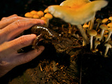 A Rescued Pacific Giant Salamander Released into Rockefeller Forest