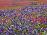 Hill Country Wildflowers  Sand Bluebonnets (LupinusSubcarnosus)  Paintbrush (Castilleja Sp)  Texas