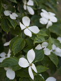 White Dogwood Blossoms on a Tree in Piedmont Park