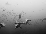 Hammerhead Shark School around a Seamount Deep Below the Surface