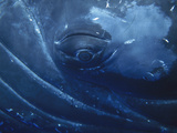 Humpback Whale (Megaptera Novaeangliae) Close-Up of Eye  Maui (Photo Obtained under NMFS Permit)