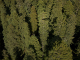 The Tall Trees Grove in Redwood National Park