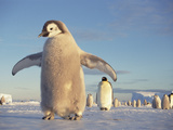 Emperor Penguin (Aptenodytes Forsteri)  Austral Spring  No-Name Rookery  Weddell Sea  Antarctica