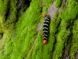 A Larva of the Tetrio Sphinx Caterpillar