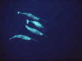 Narwhal (Monodon Monoceros) Pass Along in the Open Water of Lancaster Sound  Baffin Island  Canada