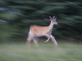 Portrait of a Male White-Tailed Deer  Running