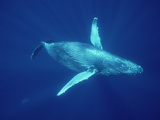 Humpback Whale (Megaptera Novaeangliae) Underwater  Hawaii