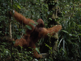 Orangutan  Pongo Pygmaeus  Grabs a Diospyros Fruit on a Tree Trunk