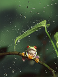 Red-Eyed Tree Frog (Agalychnis Callidryas) in Rain  Native to Central and South America