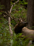 A Roosevelt Elk Bull in an Old Growth Redwood Forest