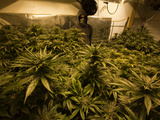 A Medicinal Marijuana Crop at Harvest Time