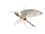 Insect of the Order Lepidoptera Collected from a Tree-Canopy Sample