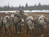 A Nomadic Komi Reindeer Herder Walks His Team Through a Snowstorm