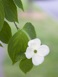 A Single White Dogwood Flower in the Virginia Highlands Neighborhood