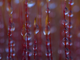 Close Up of Stalks of Haircap Moss  Polytrichum Species