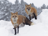 Red Fox (Vulpes Vulpes) in Snow Fall Showing the Black and Red Markings of Cross Phase  Montana