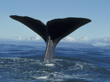 Sperm Whale (Physeter Macrocephalus) Tail  New Zealand