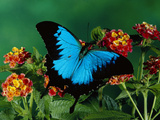 Ulysses Butterfly (Papilio Ulysses) on Flowers  Kuranda State Forest  Queensland  Australia