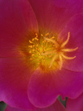 Wingpod Purslane (Portulaca Umbraticola) Close Up of Flower with Stamens and Stigmas  Girona  Spain
