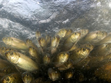 Alewives Run in the Rivers of Maine Every Spring