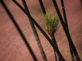 Cyperus Papyrus Stalks and Muhly Grass Seeds