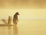 Grizzly Bear (Ursus Arctos Horribilis) on Landspit in Morning Haze  Katmai Nat'l Park  Alaska