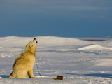 A Canadian Eskimo Dog on an Expedition Howls Back at Arctic Wolves