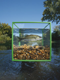 An Ecosystem Sample Is Collected Within a One Cubic Foot Metal Cube
