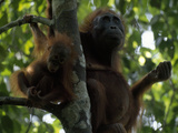 Female Orangutan  Pongo Pygmaeus  with Her Baby Resting in a Tree