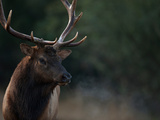 A Roosevelt Elk Bull in Prairie Creek Redwoods State Park