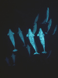 Beluga (Delphinapterus Leucas) Whale  Group Underwater  Baffin Island  Nunavut  Canada