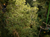 A Biologist Preparing Rigging for an Image of a Large Fern Mat