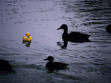 Ducks Approach a Toy Duck Swimming on Lake Banyoles