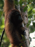 Female Orangutan  Pongo Pygmaeus  Clings to a Tree Trunk