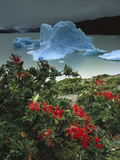 Chilean Firebush (Embothrium Coccineum) and Iceberg  Lago Grey  Patagonia  Chile