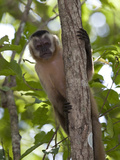Tufted Capuchin Monkey  Cebus Apella  in a Tree