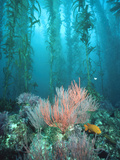Giant Kelp (Macrocystis Pyrifera) Forest with Garibaldi  Channel Islands National Park  California