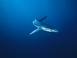 Blue Shark (Prionace Glauca) Underwater Portrait  California