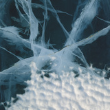 Abstract of Marbled Ice  Antarctica