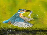 Adult Male Common Kingfisher  Alcedo Atthis  with a Topmouth Gudgeon