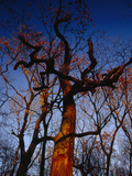 Looking Up at an Old Snag Against a Blue Sky at Sunset